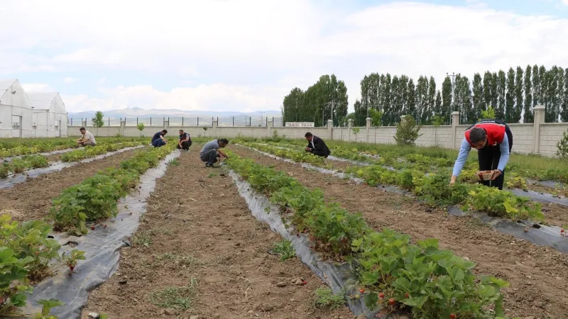 Ağrı'da Çilek Devrimi! Tarımda Yeni Dönem Başlıyor