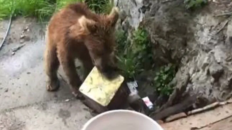 Artvin'de Ayı Paniği! Köyde Evin Kapısına Dayandı!