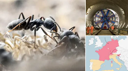 Karınca İstilası: Avrupa'yı Elektriksiz Bırakan Gizli Tehlike!
