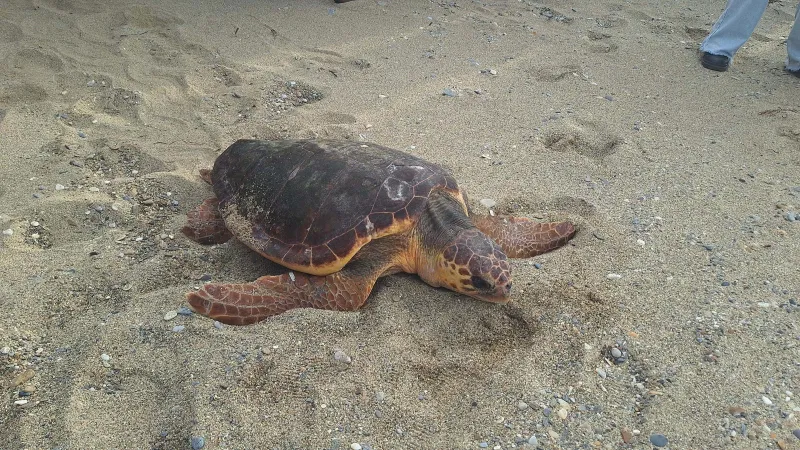 Caretta Caretta'ya Ne Oldu? Güzel İzmir'in Sinyali Gazze'de Mi Kesildi?