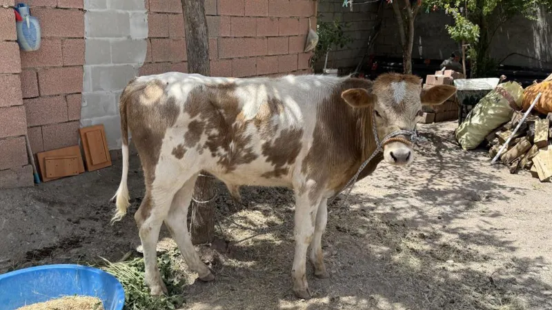 Diyarbakır'da firari buzağı 9 ay sonra sahibine teslim edildi
