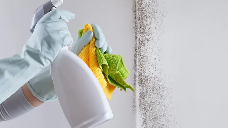 Duvar Küfüne Son! Uzmanından Doğal ve Kesin Çözüm Yolları