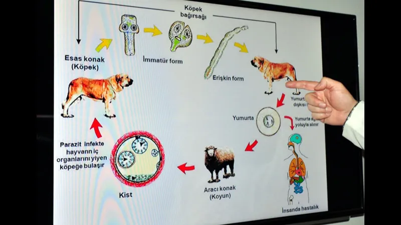 Kurban Bayramı öncesi kedi ve köpekler için hayati uyarı