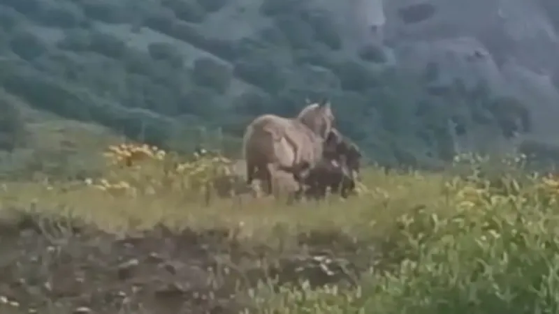 Kurt keçiyi böyle avladı! Belgeselleri aratmayan görüntüler Türkiye'den 🐺🆚🐐