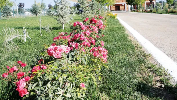 Malazgirt'te Rekor Kutlama: 1071 Çiçekle Zafer Coşkusu!