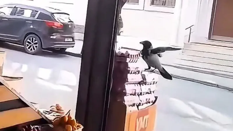 Marketteki kanatlı hırsız! Yumurtayı kaptığı gibi kaçtı
