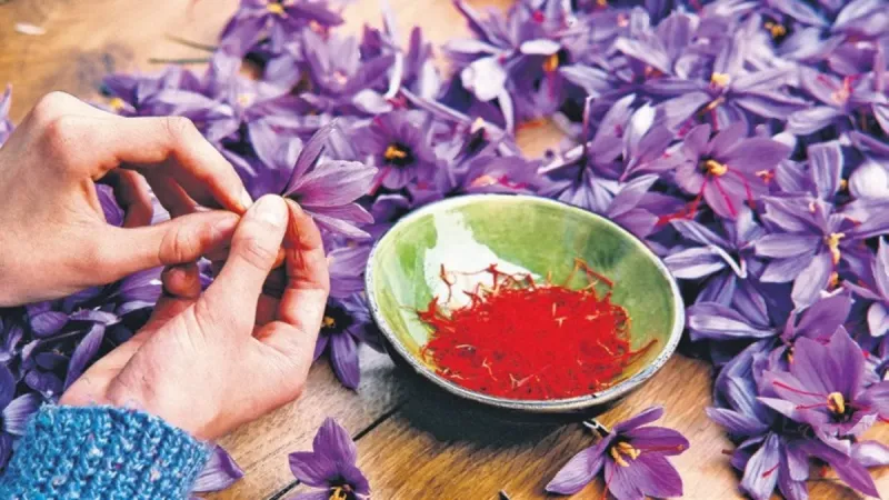 Mucizevi bitkide hasat başladı