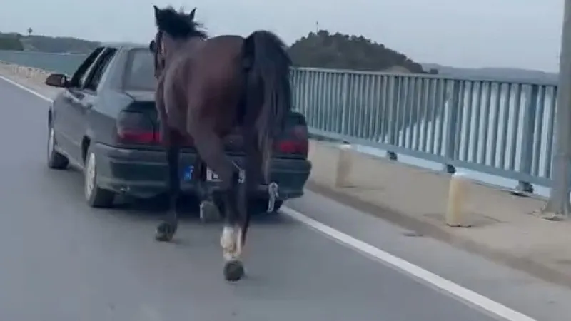 Adana'da Atı Arabaya Bağlayanlara Şok Gözaltı! Cezası Ne?