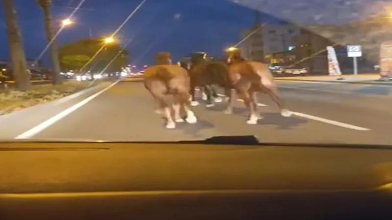 Atlar Trafiği Felç Etti! Mersin'de Çiftlikten Kaçan Atlar Şoke Etti
