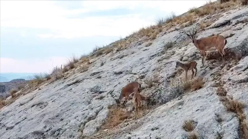Dağ Keçileri Görüntülendi! Nesli Tükeniyor Mu? Şok İddia!