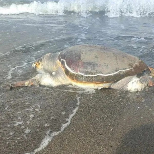 Hatay'da Şok! Ölü Caretta Caretta Sahile Vurdu! Ne Oldu?