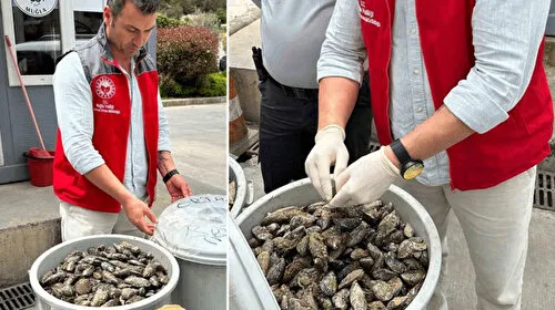 Çöp Kovasında 100 Kilo Midye! Otobüste Yakalandı