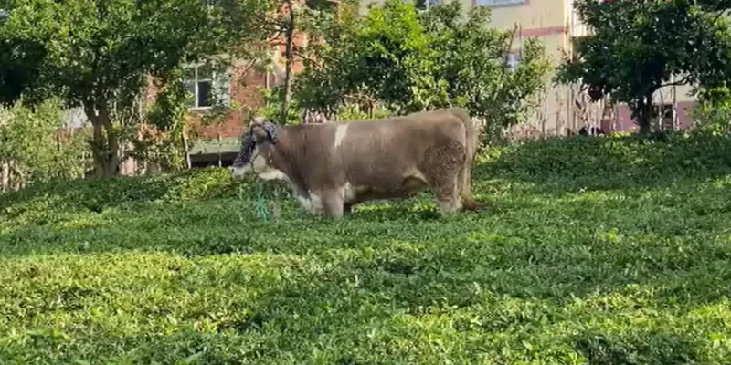 Rize'de Azgın Boğa Dehşeti! Çay Bahçesinde Yakalandı