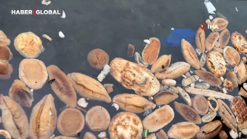 Rize'de Ekmek Skandalı! Yüzlerce Ekmek Denize Döküldü!