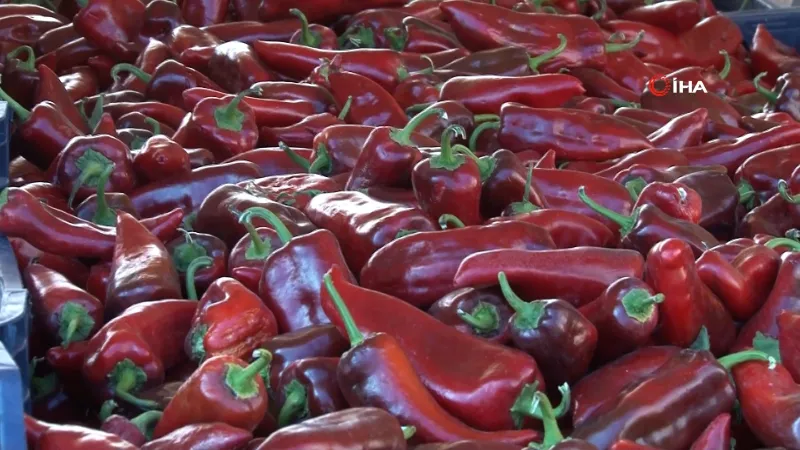 Sezonu başlayan salçalık biberde 2025 yılı fiyatı belli oldu