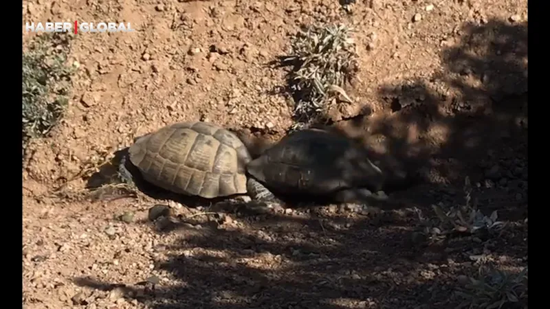 Kaplumbağa Aşkı! Sivas'ta Dişiyi Etkileme Çabası Viral Oldu