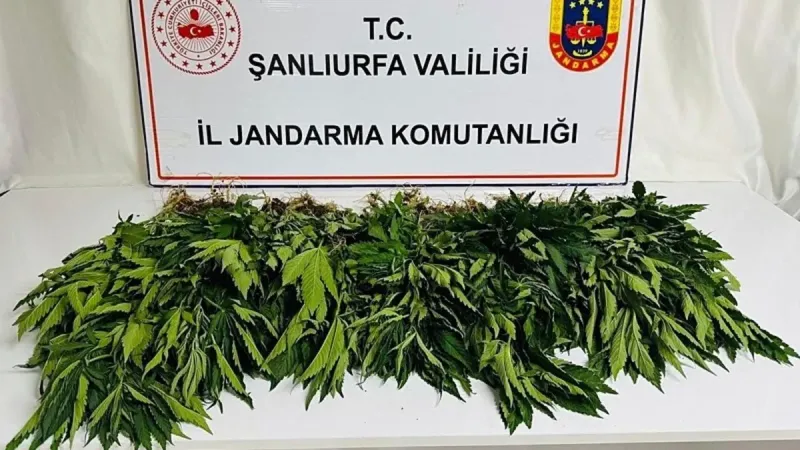 Siverek’te uyuşturucu operasyonu: 42 gözaltı