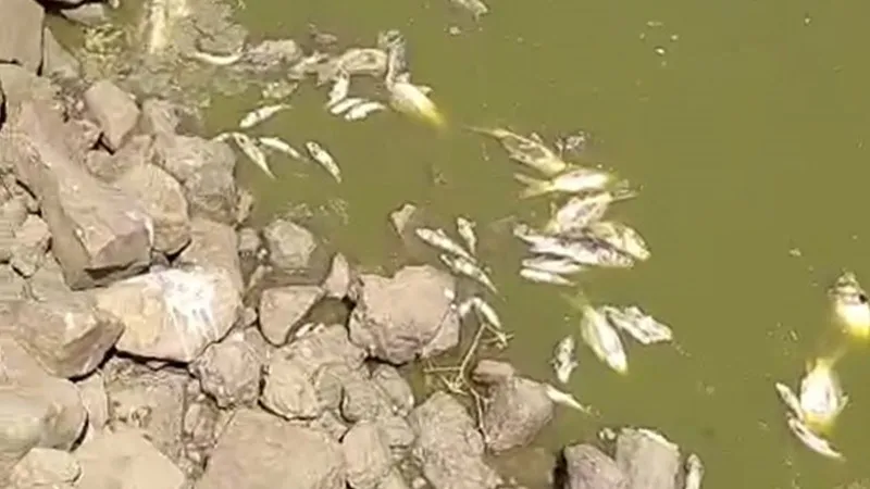 Gölette Sular Çekildi! Şanlıurfa'da Balık Katliamı Mı Yaşandı?
