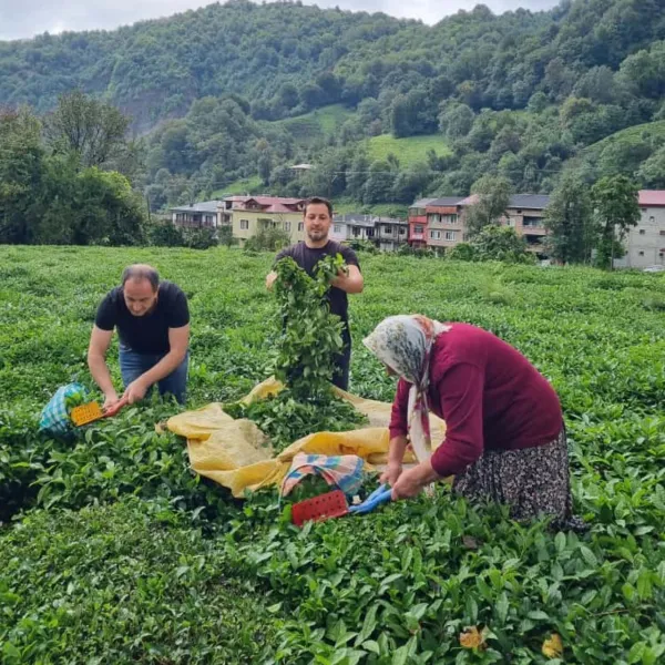 Çay Hasadında Sürpriz! Doktor Kardeşler Tarlada Ter Döktü
