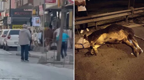 Kurbanlık Boğa Paniği! Ümraniye'de Boğa Kaçtı, Diğeri Otoyolda Düştü!