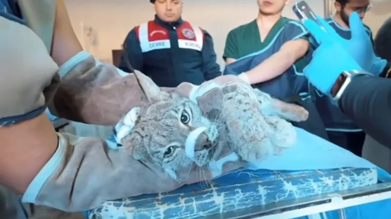 Van'da bitkin halde bulunan vaşak koruma altına alındı