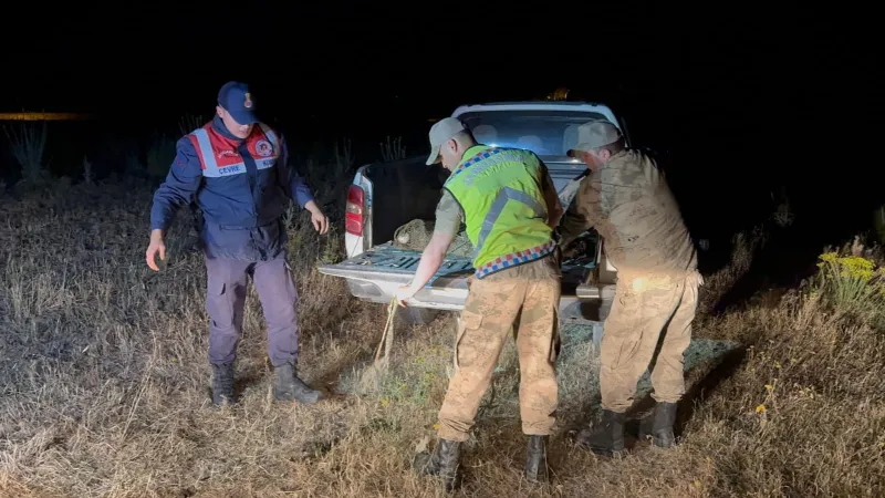 Van'da İnci Kefali Operasyonu! 1.5 Ton Balık Kurtarıldı!